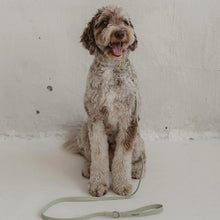 Load image into Gallery viewer, Dexypaws Collier imperméable pour chien, Vert sauge