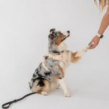 Load image into Gallery viewer, Dexypaws Harnais sans traction pour chien, Beige