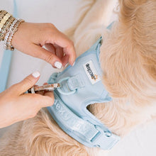 Load image into Gallery viewer, Dexypaws Harnais sans traction pour chien, Bleu ciel