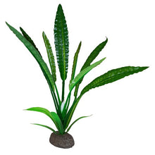 Load image into Gallery viewer, Plante Betta de qualité supérieure, cryptocoryne de Wendt, 20 cm (8 po)