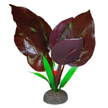 Load image into Gallery viewer, Plante Betta de qualité supérieure, saurure penchée, 15 cm (6 po)