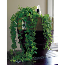 Load image into Gallery viewer, Trousse de départ Laguna pour jardins d'eau en conteneur et en petits bassins