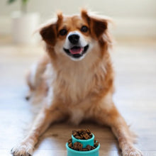 Load image into Gallery viewer, Messy Mutts Jouet pour petit chien ''Totally Pooched, Puzzle'n Play'', Vert