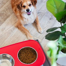 Load image into Gallery viewer, Messy Mutts Bol double surélevé avec pattes ajustables, Gris clair