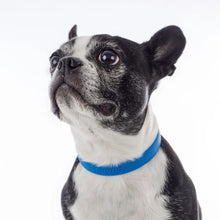 Load image into Gallery viewer, Nuvuq Collier ajustable pour chien, Bleu bleuet