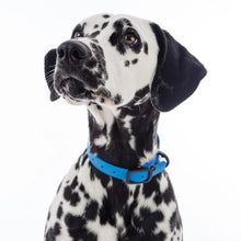 Load image into Gallery viewer, Nuvuq Collier ajustable pour chien, Bleu bleuet