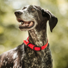Load image into Gallery viewer, Nuvuq Collier ajustable pour chien, Rouge tomate