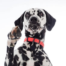 Load image into Gallery viewer, Nuvuq Collier ajustable pour chien, Rouge tomate