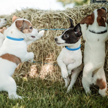 Load image into Gallery viewer, Nuvuq Collier ajustable pour mini chien, Bleu bleuet