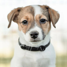 Load image into Gallery viewer, Nuvuq Collier ajustable pour mini chien, Poivre noir