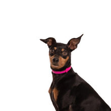 Load image into Gallery viewer, Nuvuq Collier ajustable pour mini chien, Rose frambroise