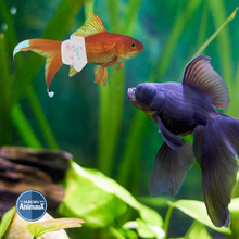 Load image into Gallery viewer, Couche H2ya Aqua-Confort pour poissons incontinents