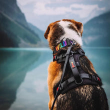 Load image into Gallery viewer, Smellydogz Harnais sans traction "Comfort" pour chien - Noir
