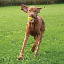 Load image into Gallery viewer, Zeus jouet Nitro - Balle lestée