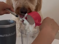 Load and play video in Gallery viewer, Baci+ Buco+ Dental care for cats and small dogs