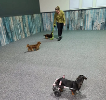 Load image into Gallery viewer, SAMEDIS CANINS - Rencontres canines au Parc à Chien intérieur LJDA