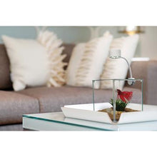 Load image into Gallery viewer, Aquarium équipé Cubus Marina pour betta, 3,4 L (0,9 gal US) - Boutique Le Jardin Des Animaux -AquariumBoutique Le Jardin Des Animaux13485