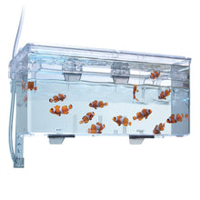 Load image into Gallery viewer, Bac à compartiments multiples pour l’isolement et la reproduction Fluval, L. 26 x l. 14 x H.12 cm (10,25 x 5,5 x 4,75 po) - Boutique Le Jardin Des Animaux -accessoires aquariophilieBoutique Le Jardin Des Animaux10943