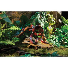 Load image into Gallery viewer, Cachette Exo Terra en forme de crâne de crocodile - Boutique Le Jardin Des Animaux -DécorationBoutique Le Jardin Des AnimauxPT2856