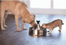 Load image into Gallery viewer, Fontaine pour animaux de compagnie en acier inoxydable 360 Drinkwell - Boutique Le Jardin Des Animaux -AbreuvoirBoutique Le Jardin Des AnimauxD360SS-CA-17
