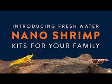 Load and play video in Gallery viewer, Shrimp Aquarium with LED, AQUEON 7.5 gal.