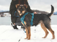 Load image into Gallery viewer, RC Pet Harnais de contrôle Momentum Noir - Boutique Le Jardin Des Animaux -HarnaisBoutique Le Jardin Des Animaux30503001