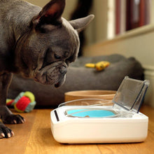 Load image into Gallery viewer, SureFeed Bol Hermétique - Boutique Le Jardin Des Animaux -Boutique Le Jardin Des Animaux281-02028