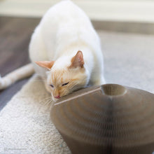 Load image into Gallery viewer, Turbo Transformez-le ! - Boutique Le Jardin Des Animaux -Jouets pour chatsBoutique Le Jardin Des AnimauxBG84405