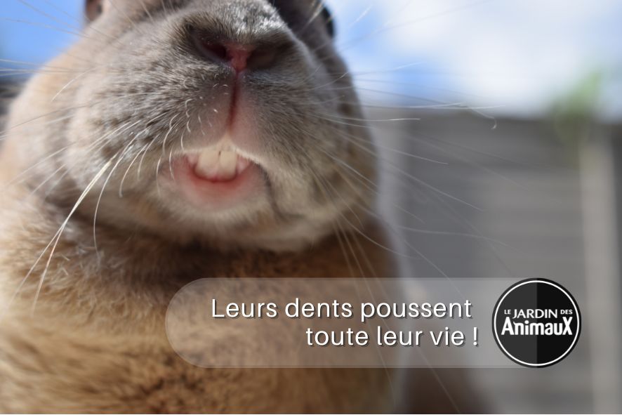 Les lapins, leurs dents poussent toute leur vie !