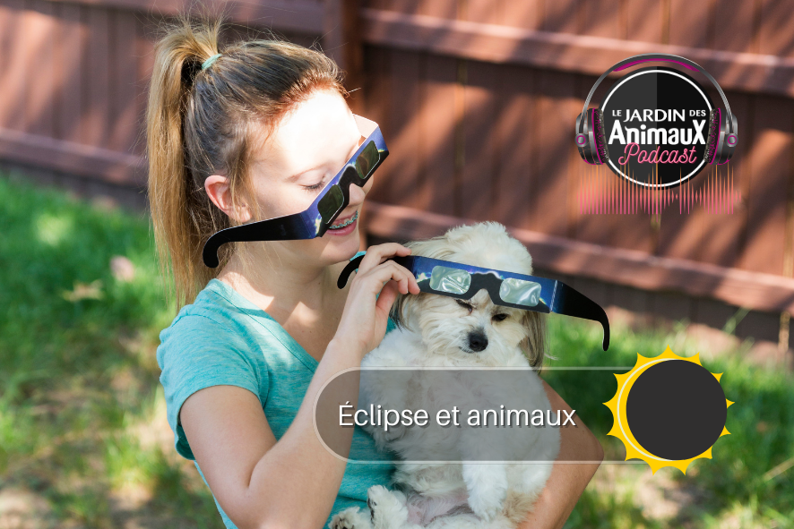Que faire de nos animaux lors de l'éclipse