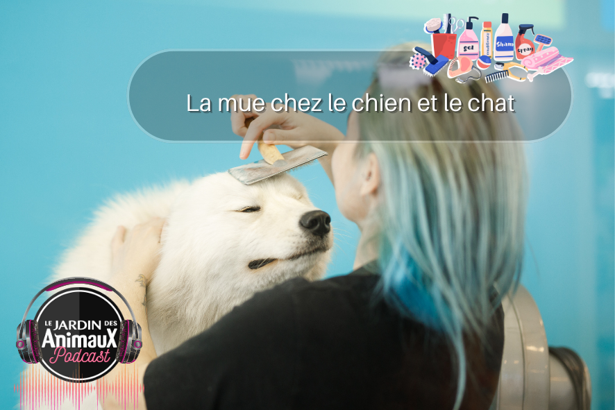 Shedding in dogs and cats - March 23, 2022 