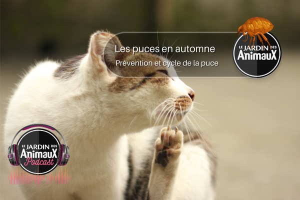 Comprendre le cycle de vie des puces chez les chiens et les chats : Prévention et gestion