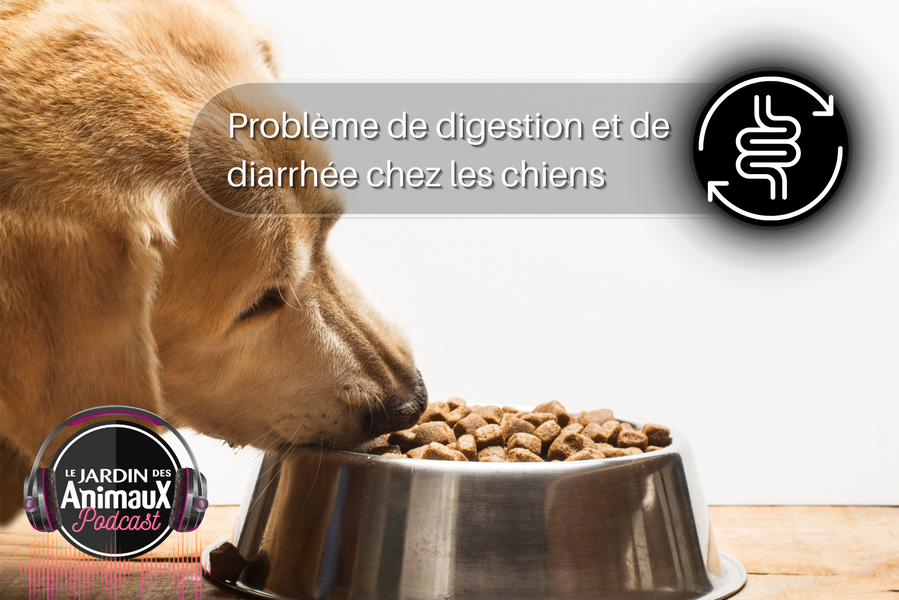 Problèmes digestifs et diarrhée chez le chien