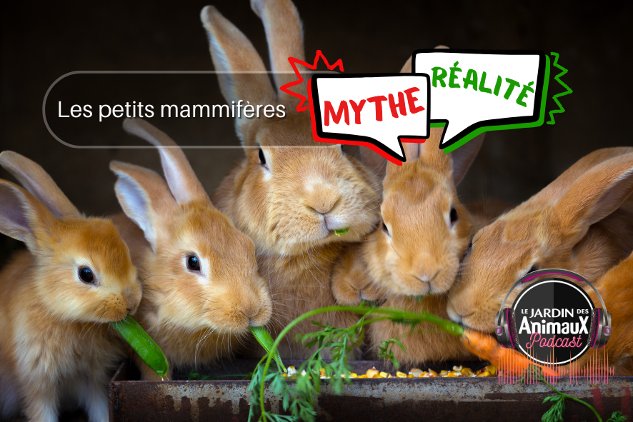 Mythe ou Réalité -  Les petits mammifères