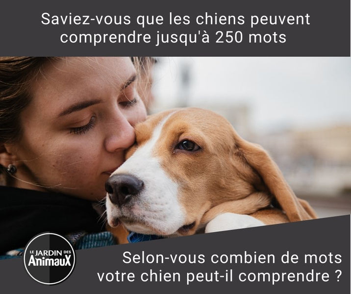 Saviez-vous que les chiens peuvent comprendre jusqu'à 250 mots ?