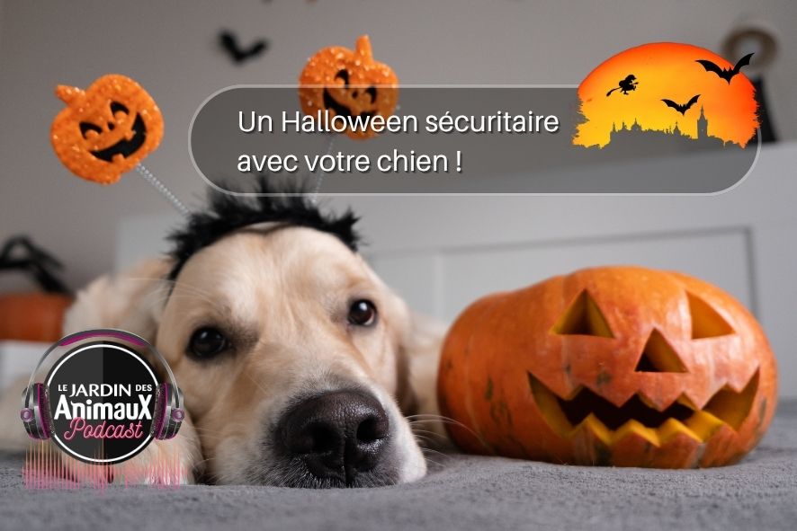 Conseils et "checklist" pour la soirée d'halloween avec vos animaux 🎃🐶