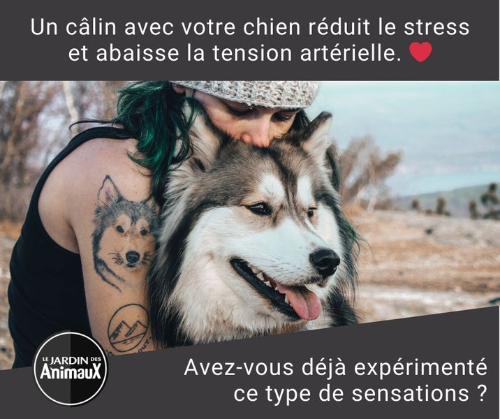 Un câlin avec votre chien réduit le stress et abaisse la tension artérielle. ❤️