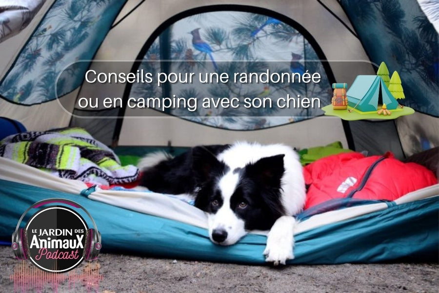 Conseils pour un séjour en camping ou à la montagne avec son chien