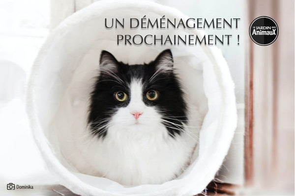 <div align="left">Comment rendre mon déménagement<br> plus confortable pour mon chat? </div"> | Boutique Le Jardin Des Animaux