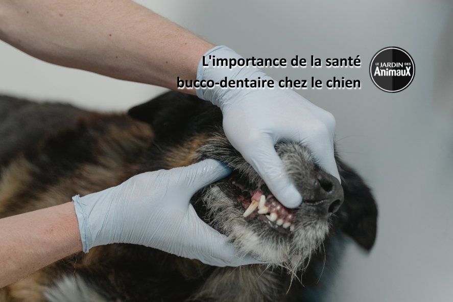 La santé bucco-dentaire chez le chien et le chat