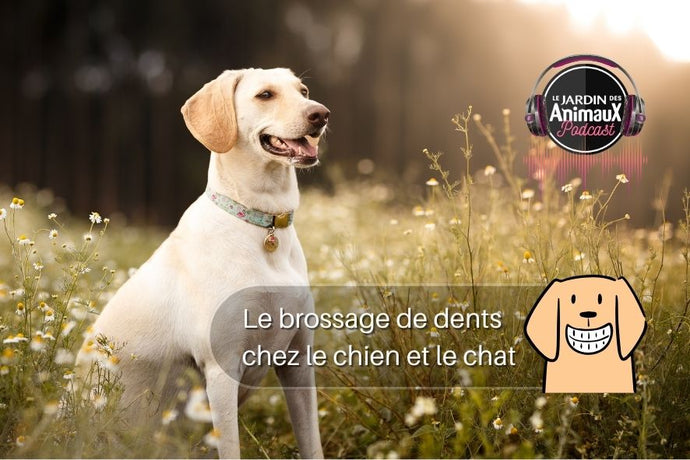 L'importance du brossage des dents chez le chien et le chat