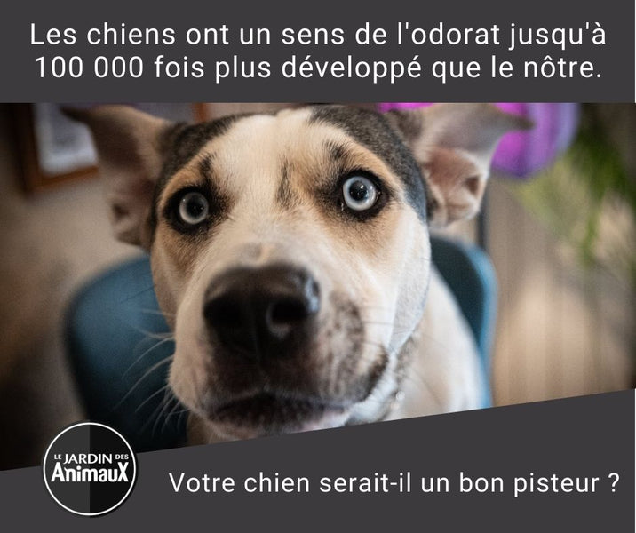 Les chiens ont un sens de l'odorat jusqu'à 100 000 fois plus développé que le nôtre.