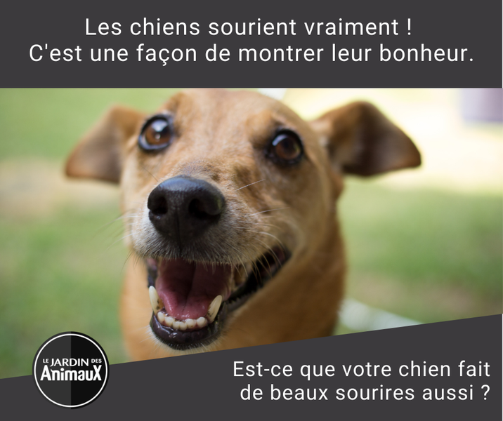 Les chiens sourient vraiment ! C'est une façon de montrer leur bonheur.