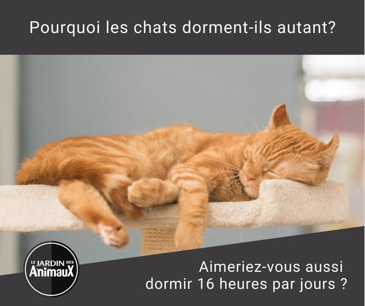 Pourquoi les chats dorment-ils autant ?