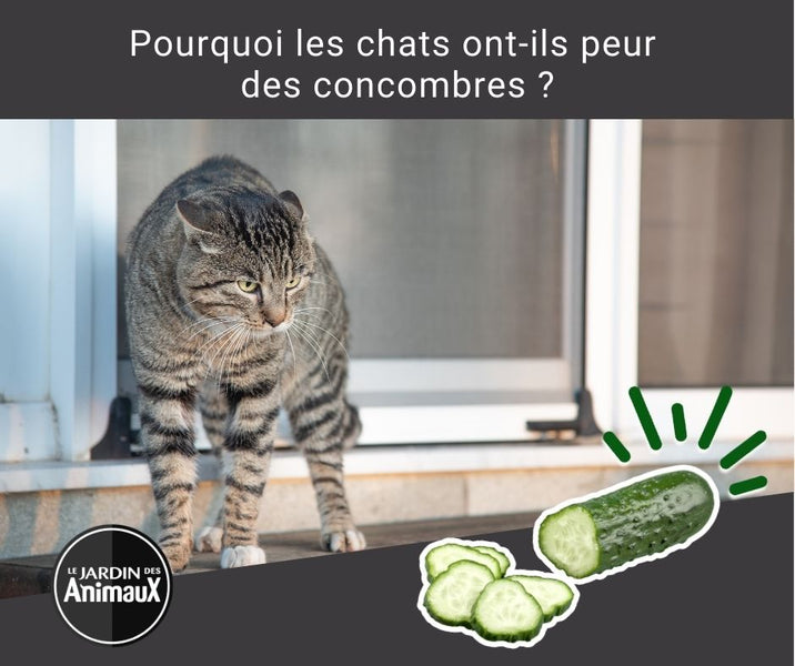 Pourquoi les chats ont-ils peur des concombres ?