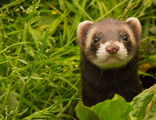 Load image into Gallery viewer, Calendrier 2025 - Le Jardin Des Animaux
