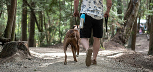 Grandes bouteilles d'eau en acier inoxydable avec couvercle pour chien, capacité de 700 ml