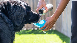 Grandes bouteilles d'eau en acier inoxydable avec couvercle pour chien, capacité de 700 ml