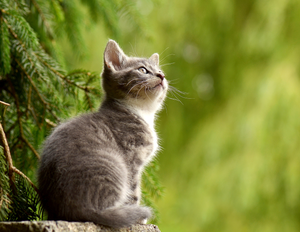 Calendrier 2025 - Le Jardin Des Animaux