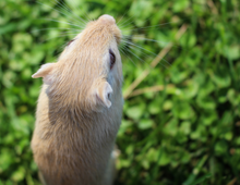 Load image into Gallery viewer, Calendrier 2025 - Le Jardin Des Animaux
